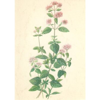 Anna Malten. Majoran (Oregano), 2007