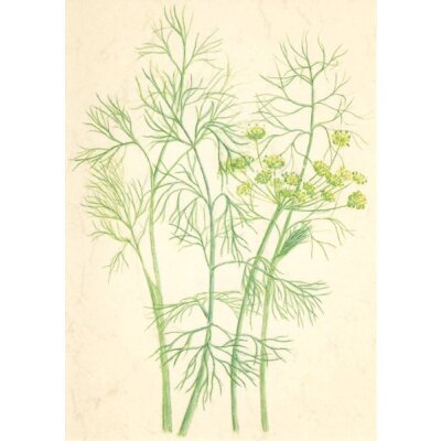Anna Malten. Dill, 2007