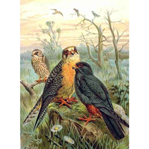 Naumann. Rotfußfalke, 1905