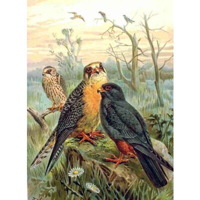 Naumann. Rotfußfalke, 1905