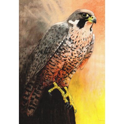 Loes Botman. Wanderfalke, 2012