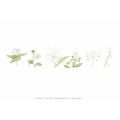 Anna Malten. Weiße Blüten, Kunstdruck A5