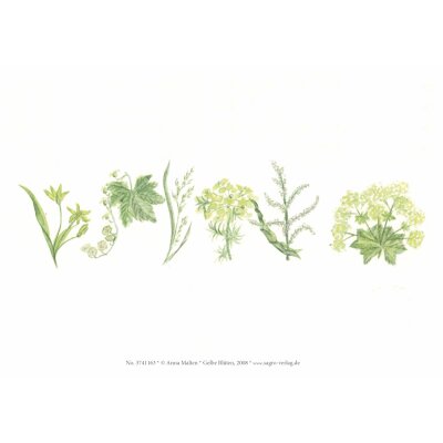 Anna Malten. Gelbe Blüten, Kunstdruck A5