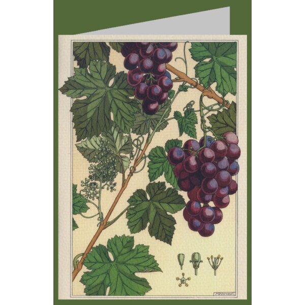 Maurice Pillard Verneuil. Die Weinrebe, 1896