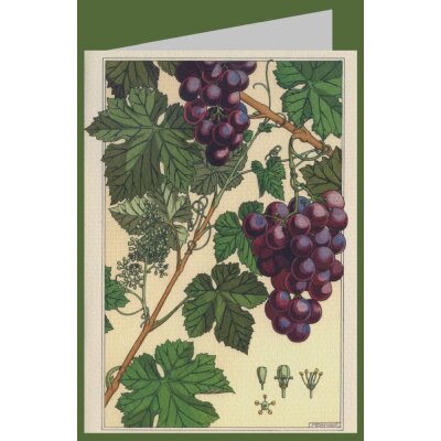 Maurice Pillard Verneuil. Die Weinrebe, 1896