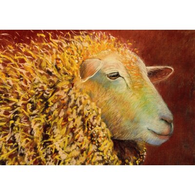 Loes Botman. Schaf