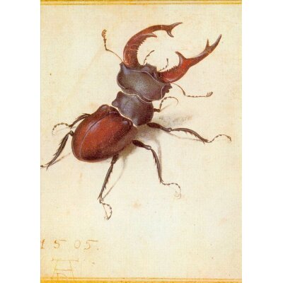 Albrecht Dürer. Hirschäfer