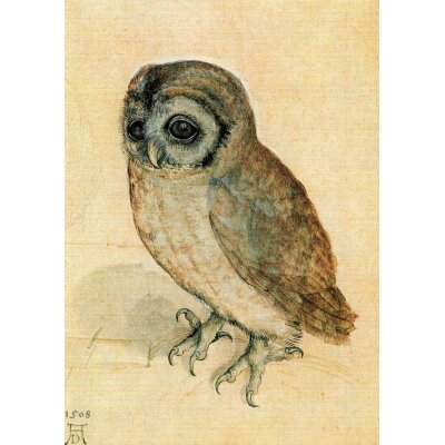 Albrecht Dürer. Das Käuzchen