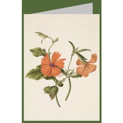 M. de Gijselaar. Chinesische Roos, 1820