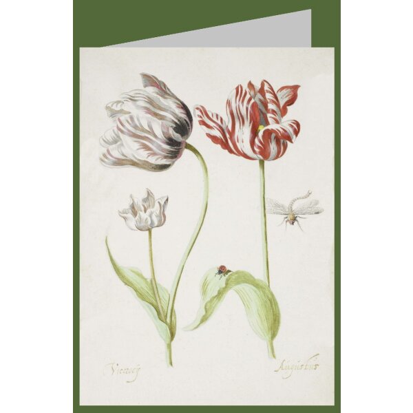Jacob Marrel. Zwei Tulpen mit Insekten, 1624