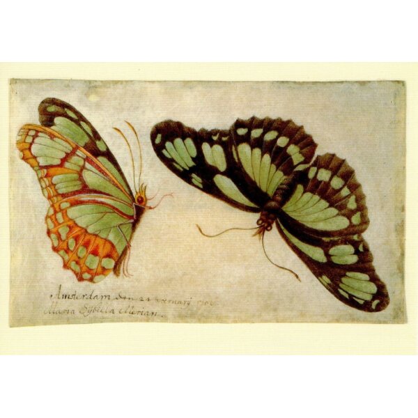 Maria Sybilla Merian. Zwei Schmetterlinge, ca. 1705