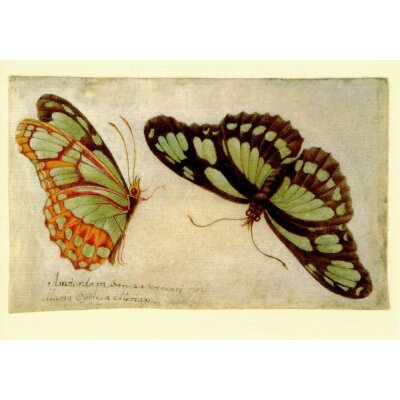 Maria Sybilla Merian. Zwei Schmetterlinge, ca. 1705