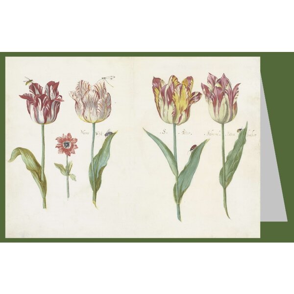 Jacob Marrel. Blatt aus einem Tulpenbuch 1640