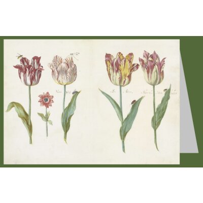 Jacob Marrel. Blatt aus einem Tulpenbuch 1640