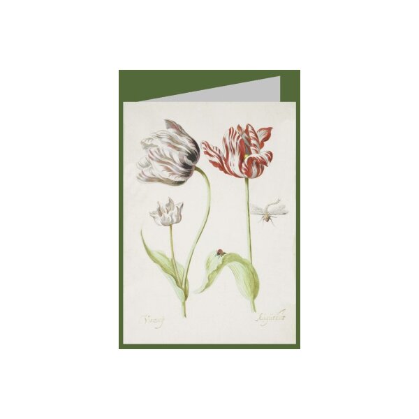 Jacob Marrel. Zwei Tulpen mit Insekten, 1624