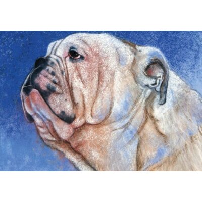 Loes Botman. Bulldogge