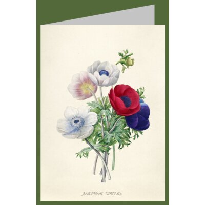 Pierre-Joseph Redouté. Anémone simple, 1835