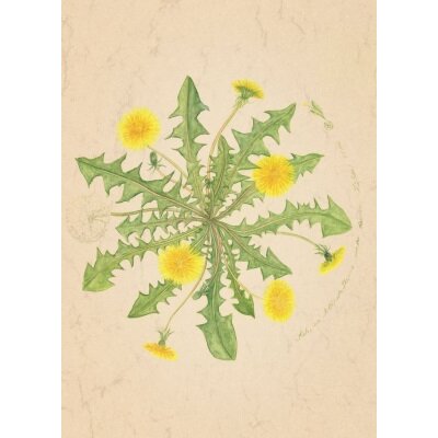 Anna Malten. Sieh, es blühen Sterne..., 2012. DIN-A4 KD