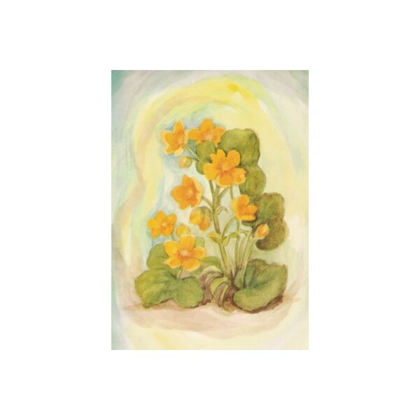 Margret von Borstel. Sumpfdotterblume