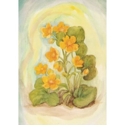 Margret von Borstel. Sumpfdotterblume