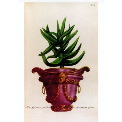 Johann Wilhelm Weinmann. Aloe Africana Perfoliata