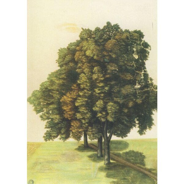 Drei Lindenb.auf einer Wiese,Dürer