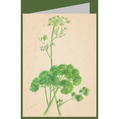 Anna Malten (Lübsee). Petersilie (Petroselinum crispum) 2007