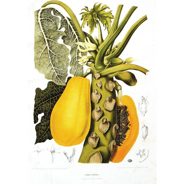 Papaya