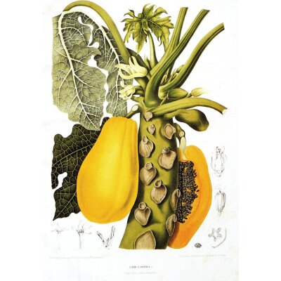 Papaya