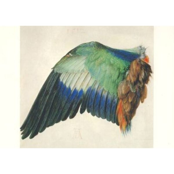Albrecht Dürer. Flügel der Blauracke, 1512