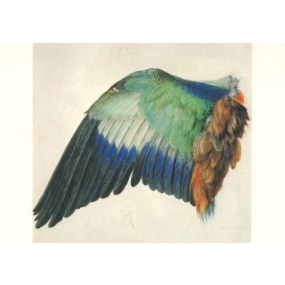 Albrecht Dürer. Flügel der Blauracke, 1512