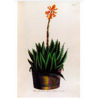 Weinmann, J.-W. Aloe Africana spinis rubris ornata