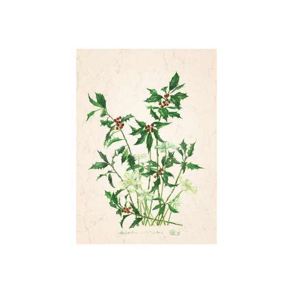 Anna Malten. Stechpalme und Christrose. DIN-A4 KD
