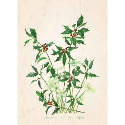 Anna Malten. Stechpalme und Christrose. DIN-A4 KD