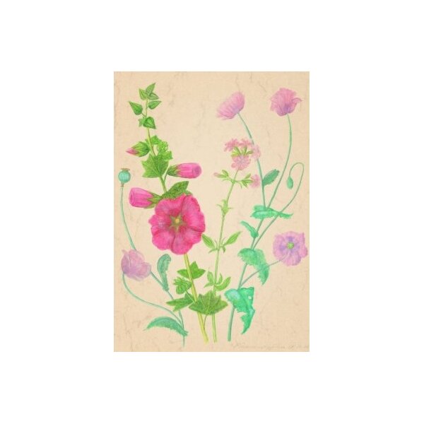 Anna Malten. Rosa Stockrose. DIN-A4 KD