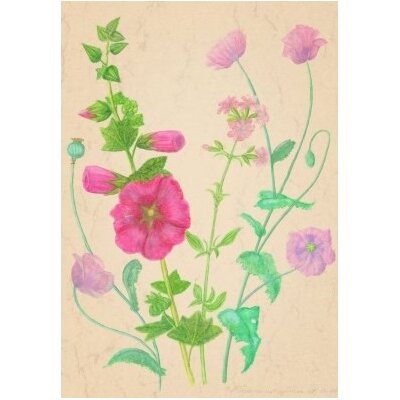 Anna Malten. Rosa Stockrose. DIN-A4 KD