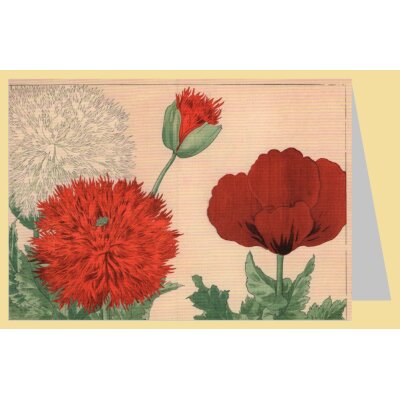 Konan Tanigami. Mohnblüten, 1917