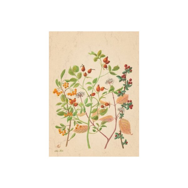 Anna Malten. Heckenherbst mit Feuerdorn, 2007. DIN-A4 KD