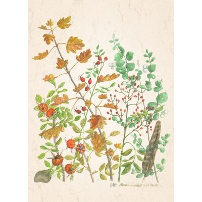 Anna Malten. Heckenherbst mit Feder, 2012. DIN-A4 KD