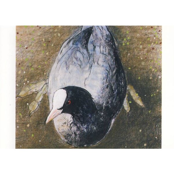 Loes Botman. Wasserhuhn