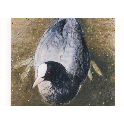 Loes Botman. Wasserhuhn