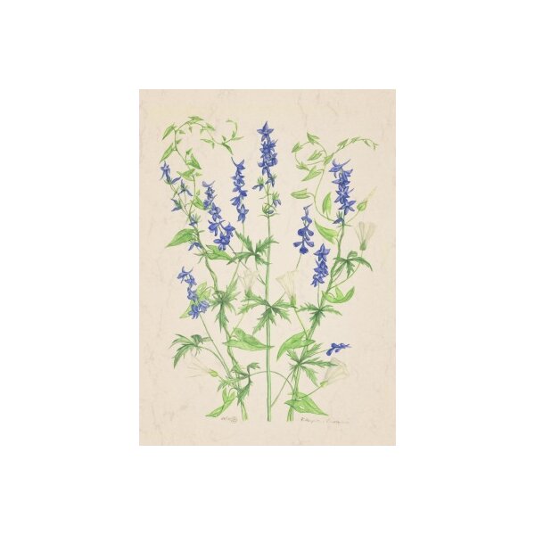 Anna Malten. Rittersporn und Zaunwinde, 2010. DIN-A4 KD