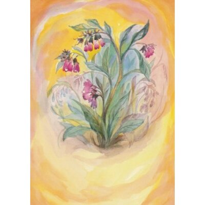 Margret von Borstel. Beinwell