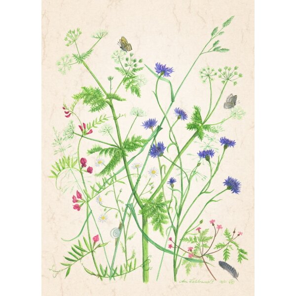 Anna Malten (Lübsee). Am Feldrand 2, 2013. DIN-A4 KD