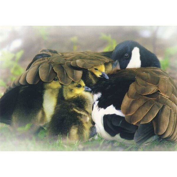 Wu, Gang. Ente mit Küken. Foto - KK