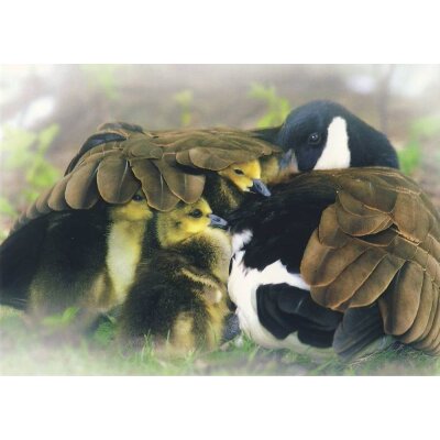 Wu, Gang. Ente mit Küken. Foto - KK
