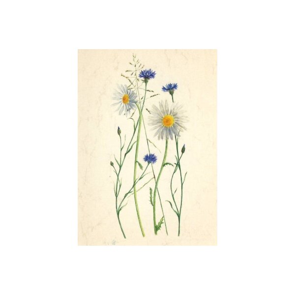 Anna Malten "Lübsee" Kornblumen, 2007. DIN-A4 KD