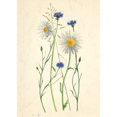 Anna Malten "Lübsee" Kornblumen, 2007. DIN-A4 KD