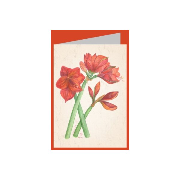 Anna Malten (Lübsee). Amaryllis, 2013