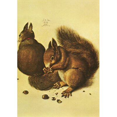 Albrecht Dürer. Eichhörnchen, 1512